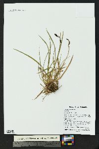 Carex spectabilis image