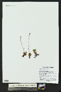 Saxifraga cespitosa image