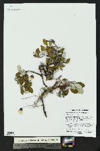 Dryas drummondii image