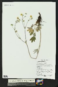 Potentilla pulcherrima image