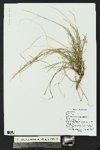 Carex rossii image