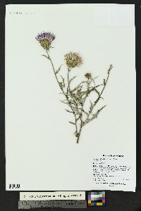 Cirsium wheeleri image