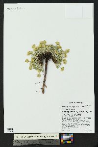 Eriogonum lachnogynum image