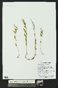 Epilobium lactiflorum image