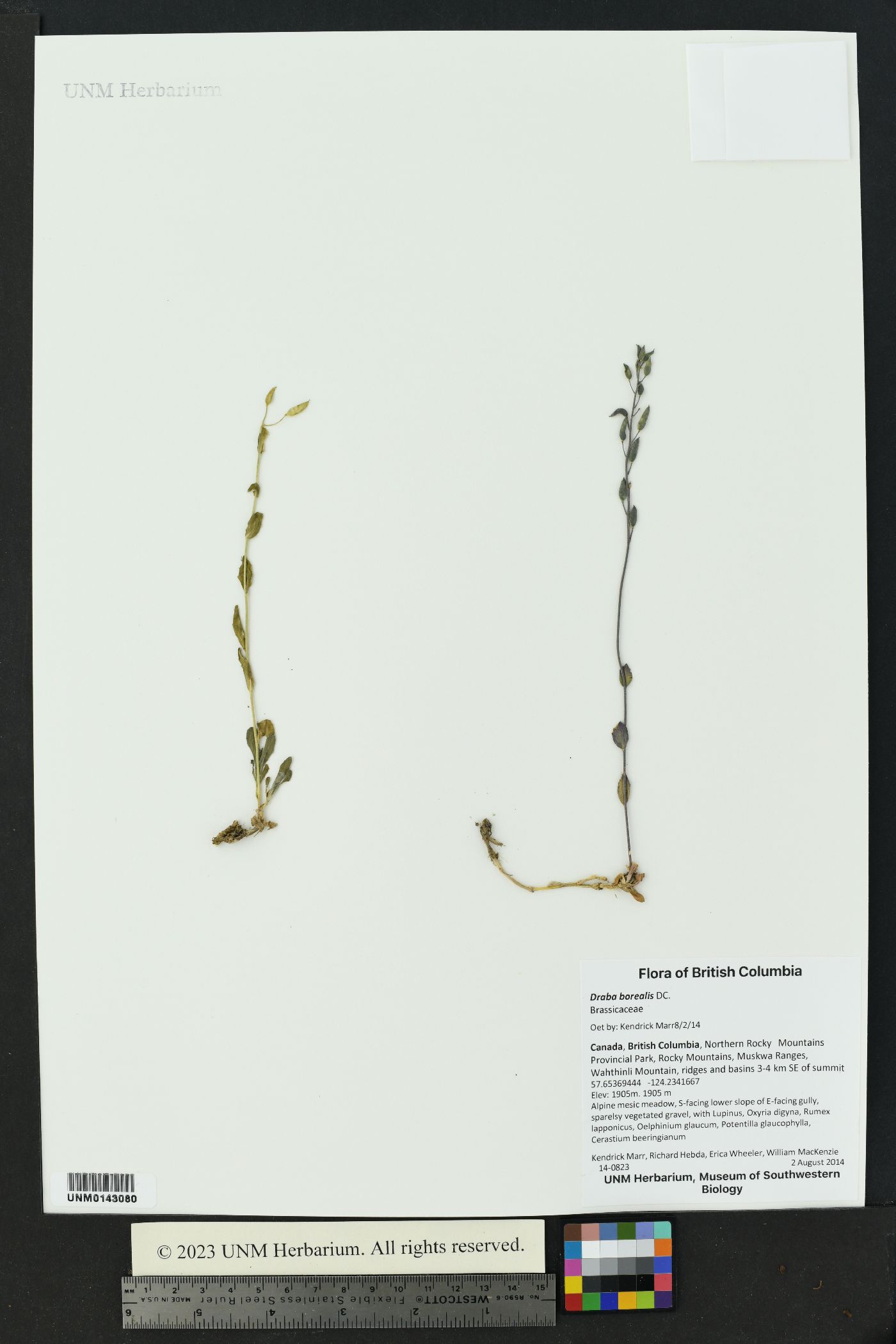 Draba borealis image