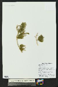 Diphasiastrum alpinum image