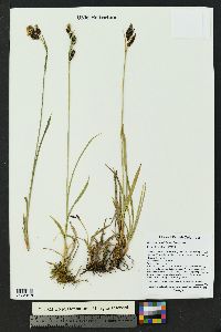 Carex spectabilis image