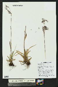 Luzula parviflora image