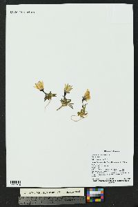 Campanula lasiocarpa image