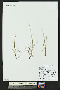 Carex obtusata image