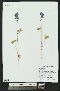 Aconitum delphiniifolium image