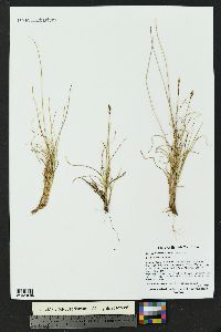 Carex pyrenaica image