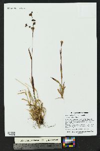 Luzula parviflora image