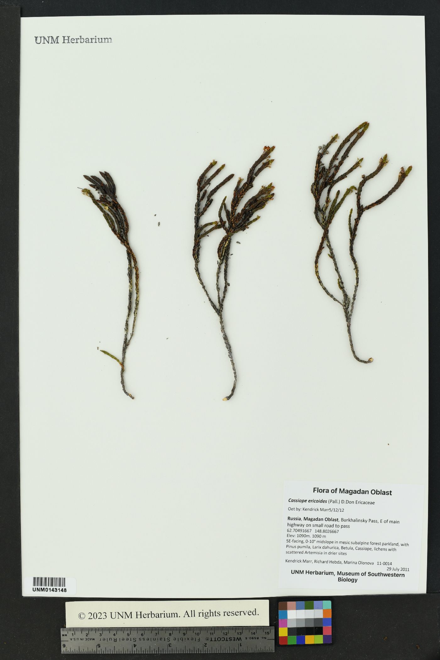 Cassiope ericoides image