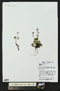 Micranthes nelsoniana var. porsildiana image