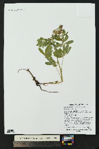 Lupinus nootkatensis var. fruticosus image