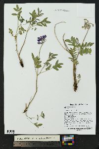 Hedysarum boreale subsp. mackenzii image