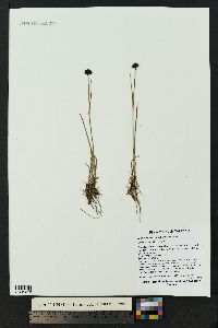 Juncus mertensianus image