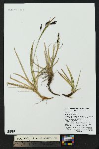 Carex microchaeta image