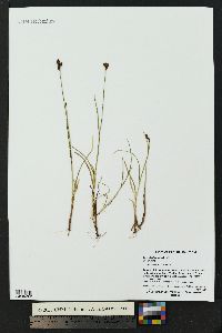 Carex lachenalii image