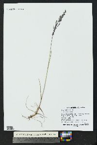 Poa arctica image