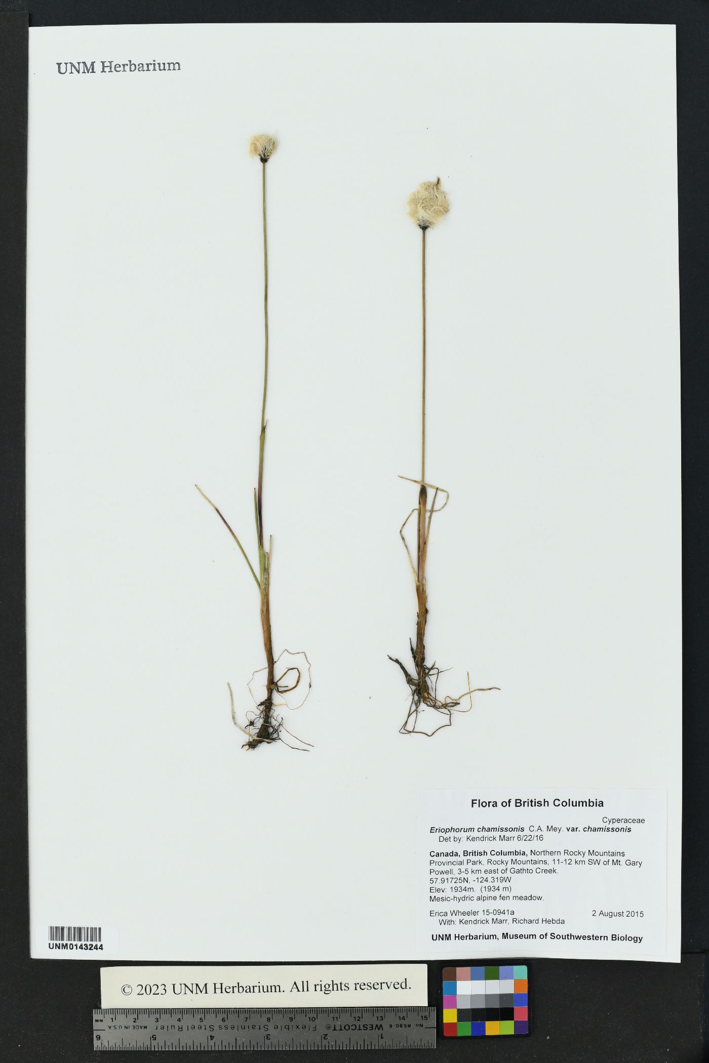 Eriophorum chamissonis var. chamissonis image