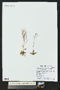 Arabidopsis lyrata image