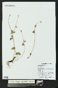 Ranunculus eschscholtzii image