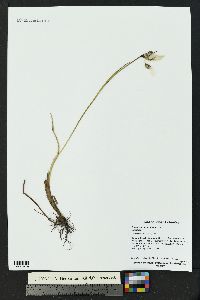 Eriophorum angustifolium image