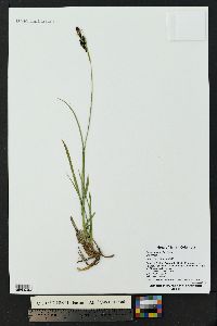 Carex spectabilis image