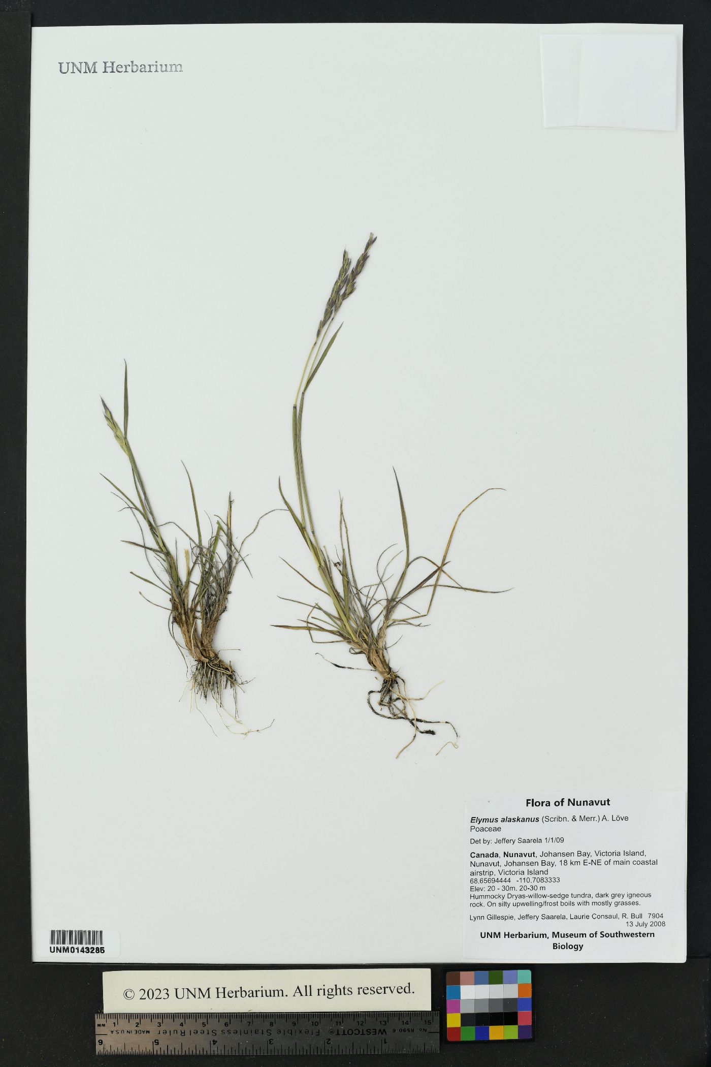 Elymus alaskanus image