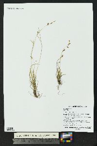 Carex capillaris image