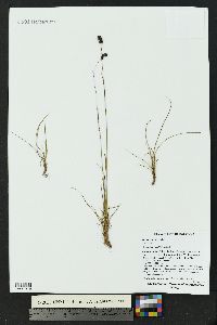 Luzula spicata image