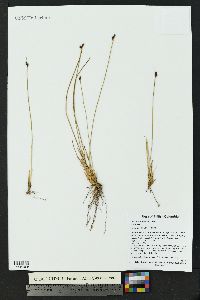 Juncus drummondii image