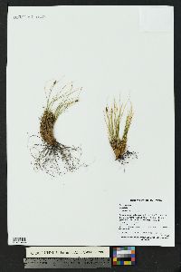 Carex nardina image