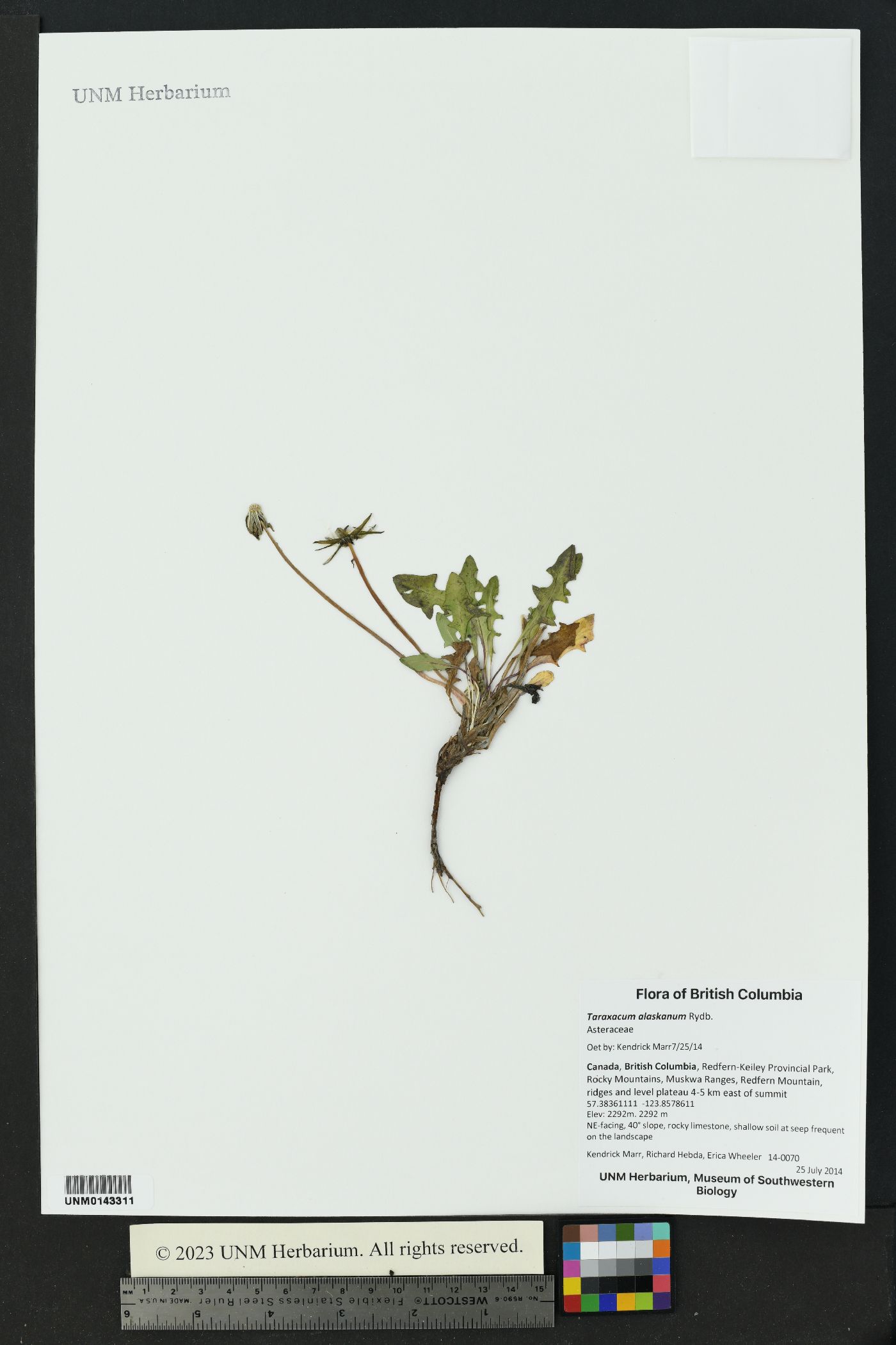 Taraxacum alaskanum image