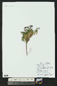 Silene uralensis image