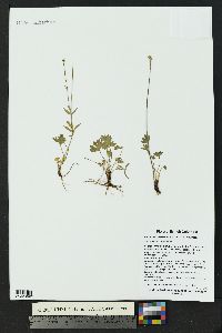 Ranunculus eschscholtzii image