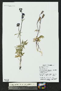 Aconitum delphiniifolium image