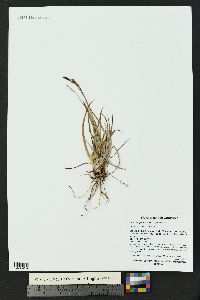 Carex scirpoidea image