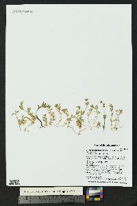 Cerastium beeringianum image