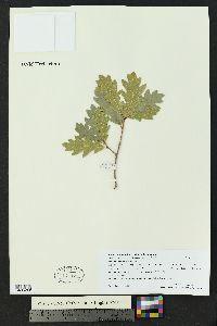 Quercus x undulata image