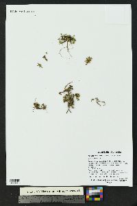 Cherleria biflora image