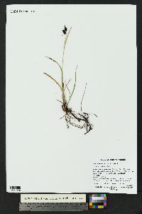 Carex saxatilis image