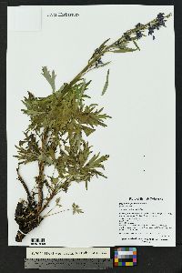 Delphinium glaucum image