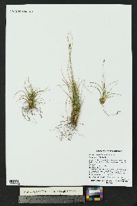 Carex pyrenaica image