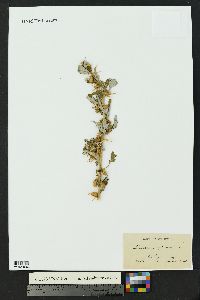 Xanthium spinosum image