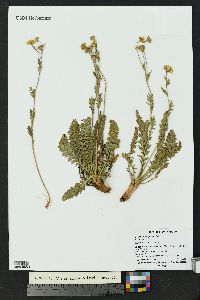 Geum rossii image