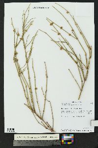 Ephedra torreyana image