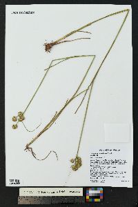 Juncus ensifolius var. montanus image